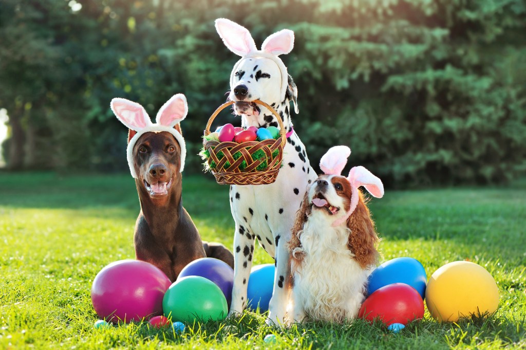 A Doberman, Dalmatian and King Charles spaniel at a Easter egg hunt