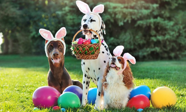 A doberman, dalmatian and King Charles spaniel at a Easter egg hunt