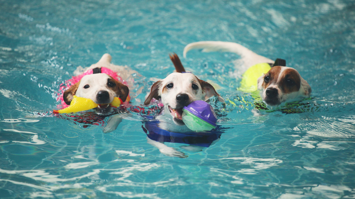 Three dogs swimming in pool wearing lifejackets. i