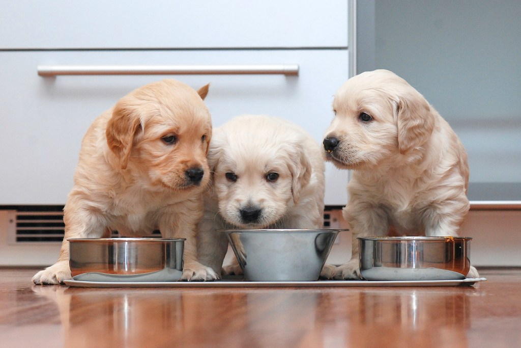 Three golden retriever puppies eat from silver bowls on the floor