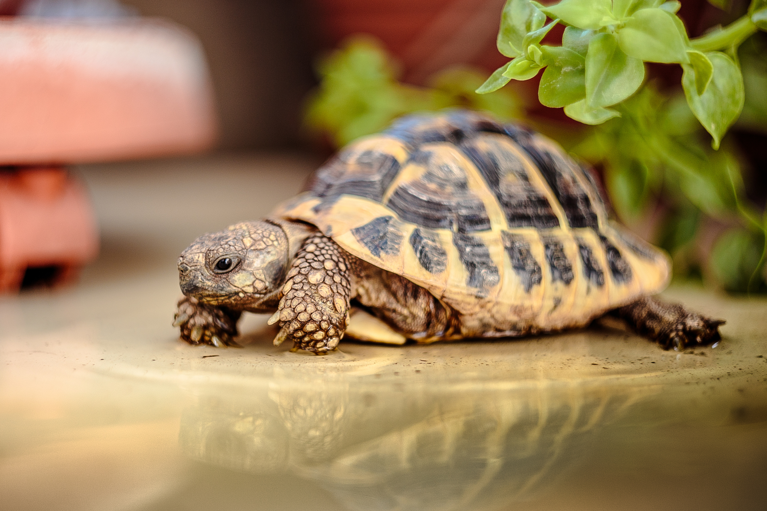 Turtle sits in his tank and looks at the table