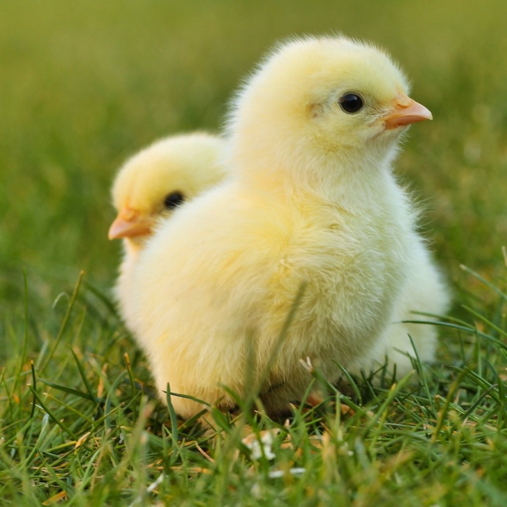 Two chicks sit in the grass