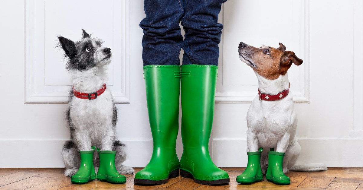 Do Dogs Like the Rain? PawTracks
