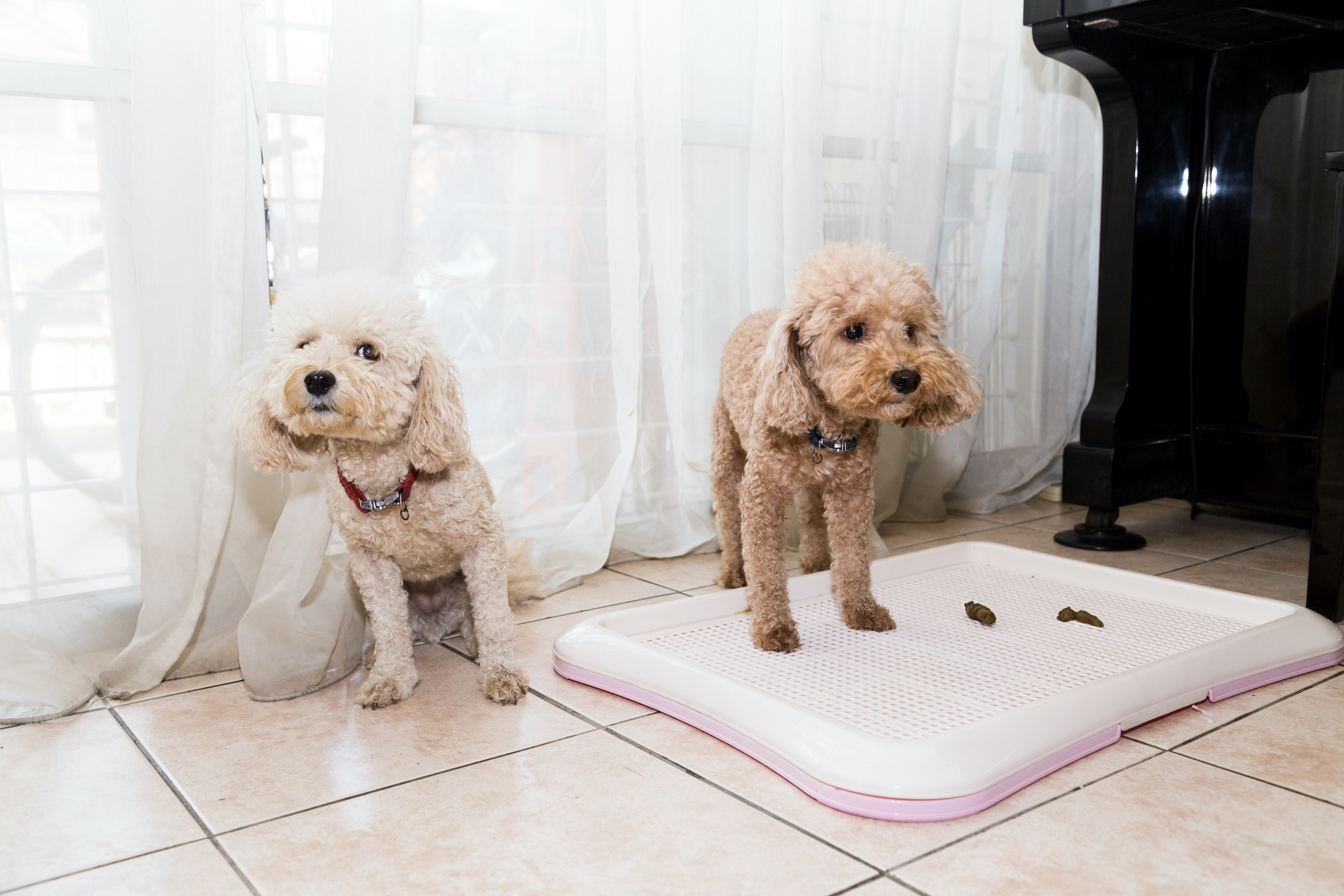 Why Is My Dog Pooping in the House? PawTracks