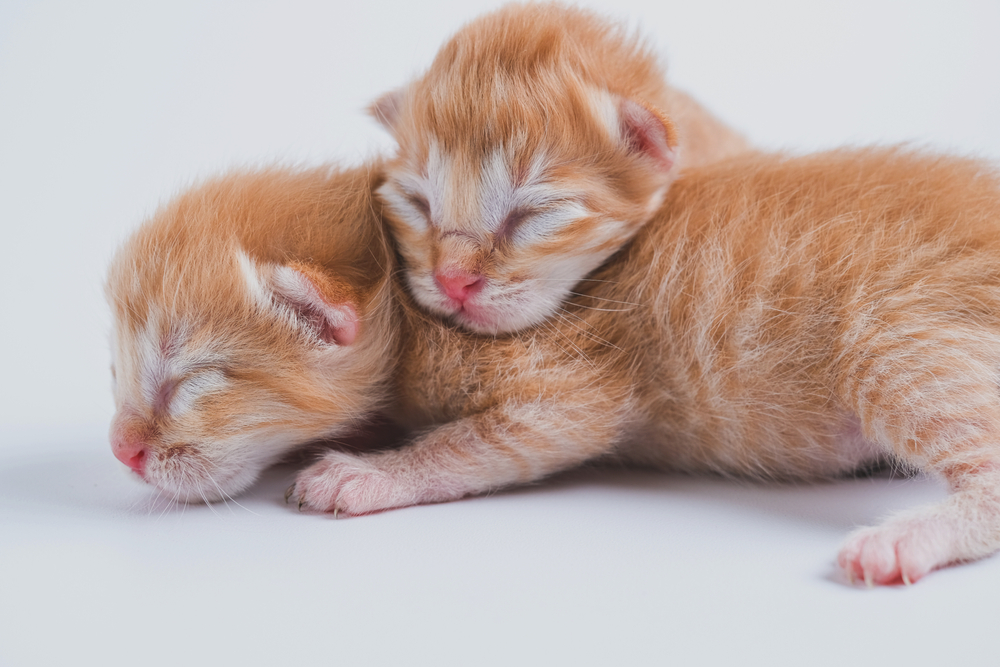 Du oranžiniai naujagimiai kačiukai miega baltame fone.