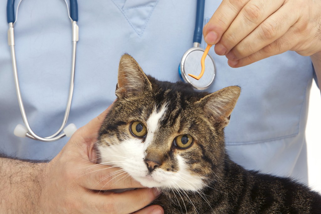 Veterinaras laiko katę ir įrankį erkėms šalinti