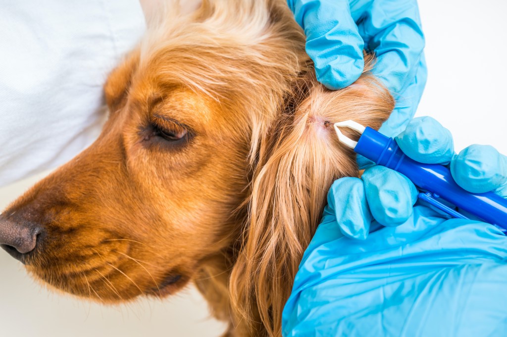 Veterinarian removes a tick from a cocker spaniel