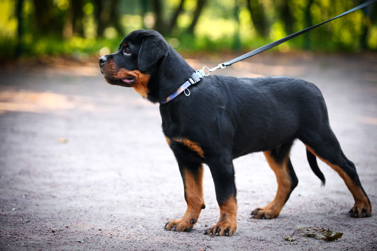 at what age should i start training my rottweiler puppy