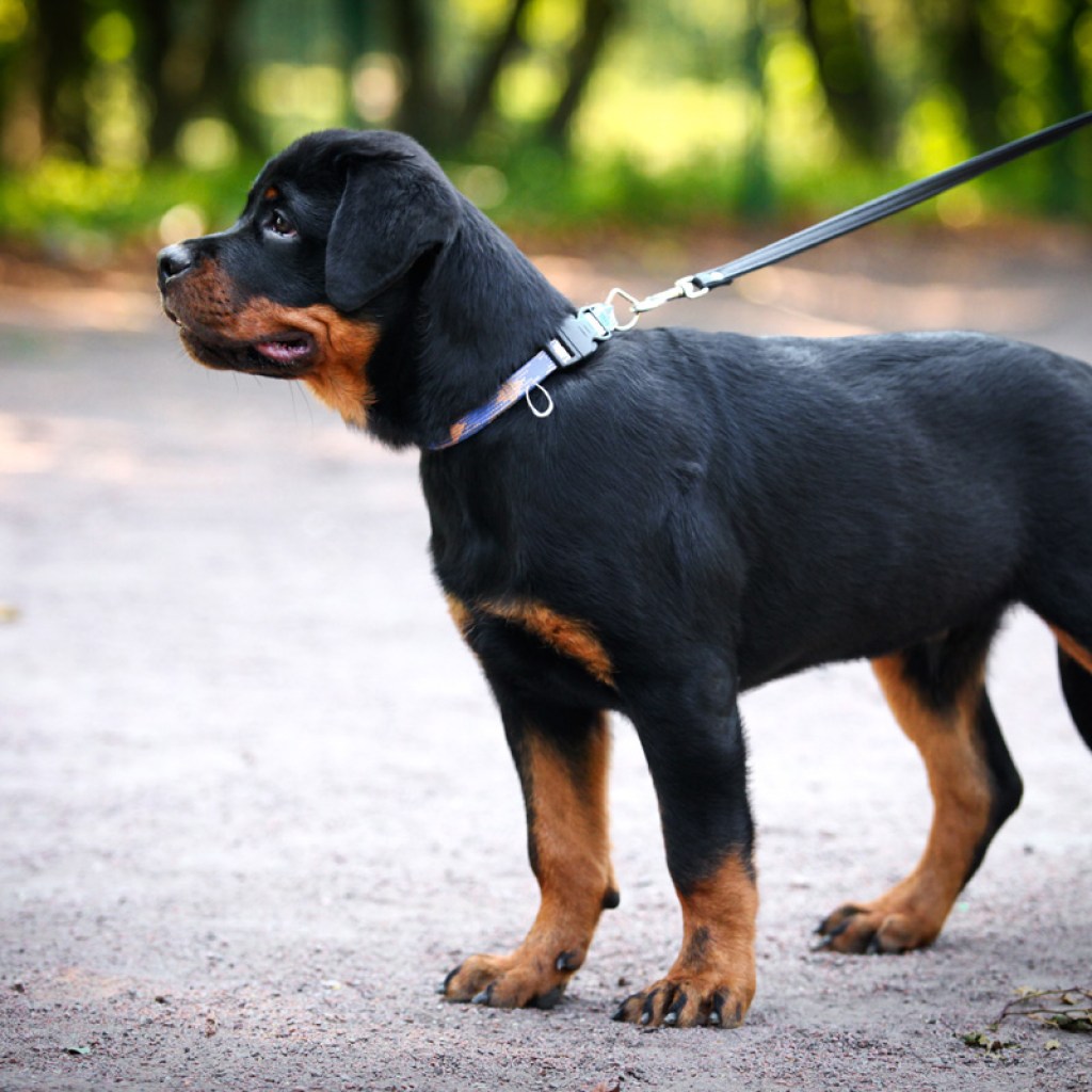 Walking a Rottweiler puppy on a leash.