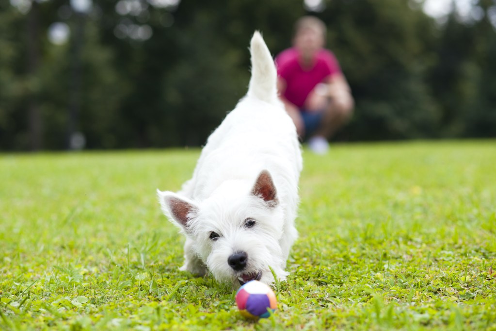 White dog on grass playing