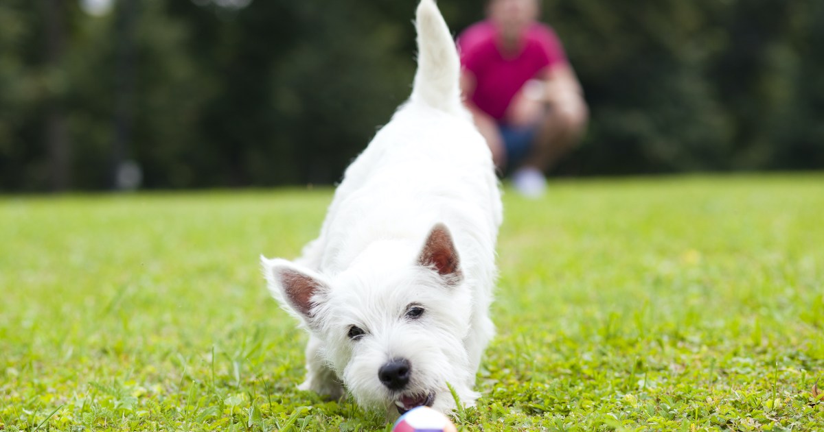 What to Do if Your Dog is Obsessed with a Ball PawTracks