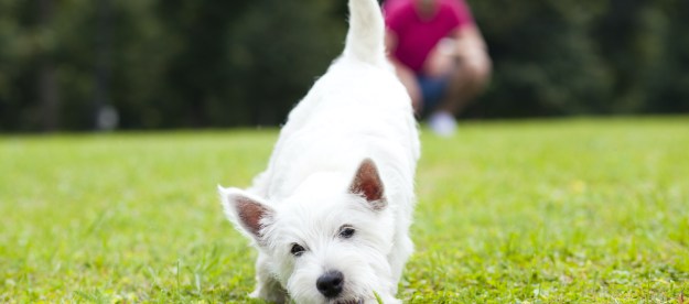 white dog on grass playing
