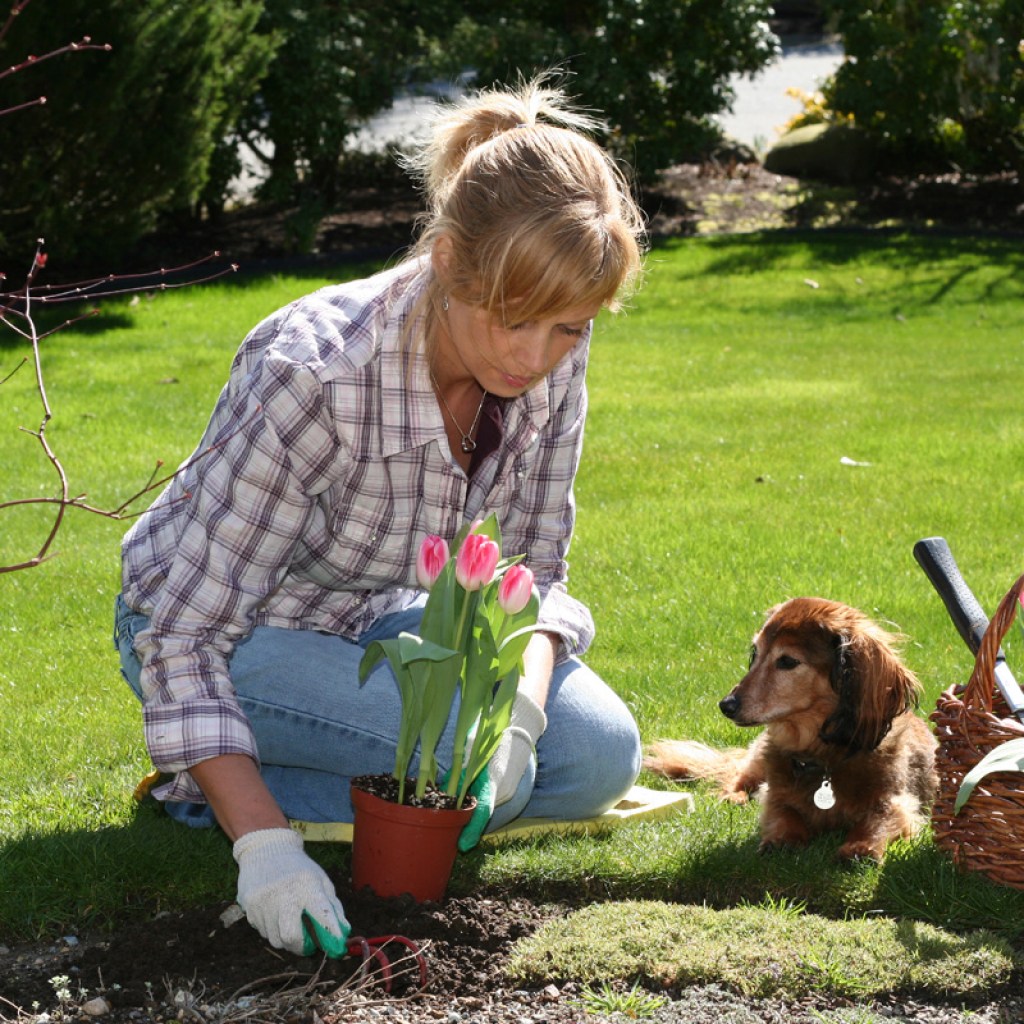 Woman gardening while her dog sits beside her.