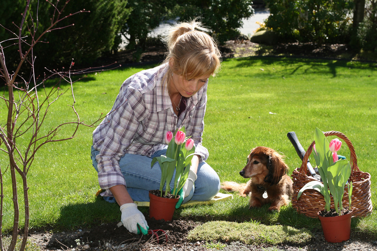 Woman gardening while her dog sits beside her.