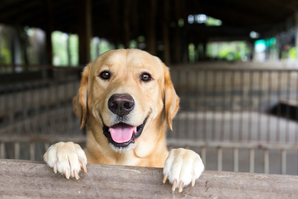 Geltonas labradoro retriveris stovi letenomis virš tvoros