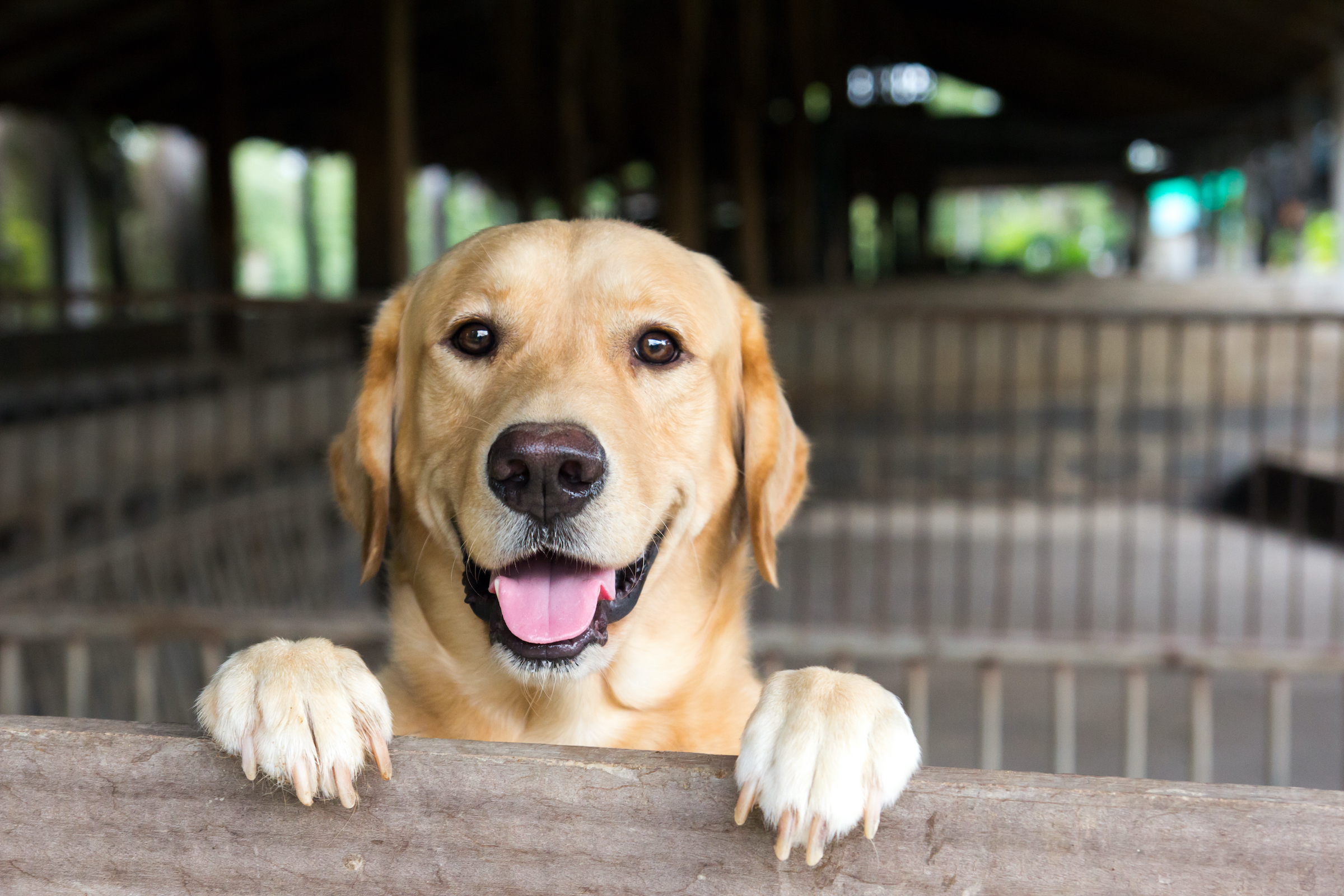 A yellow Labrador retriever stands with their paws over the fence