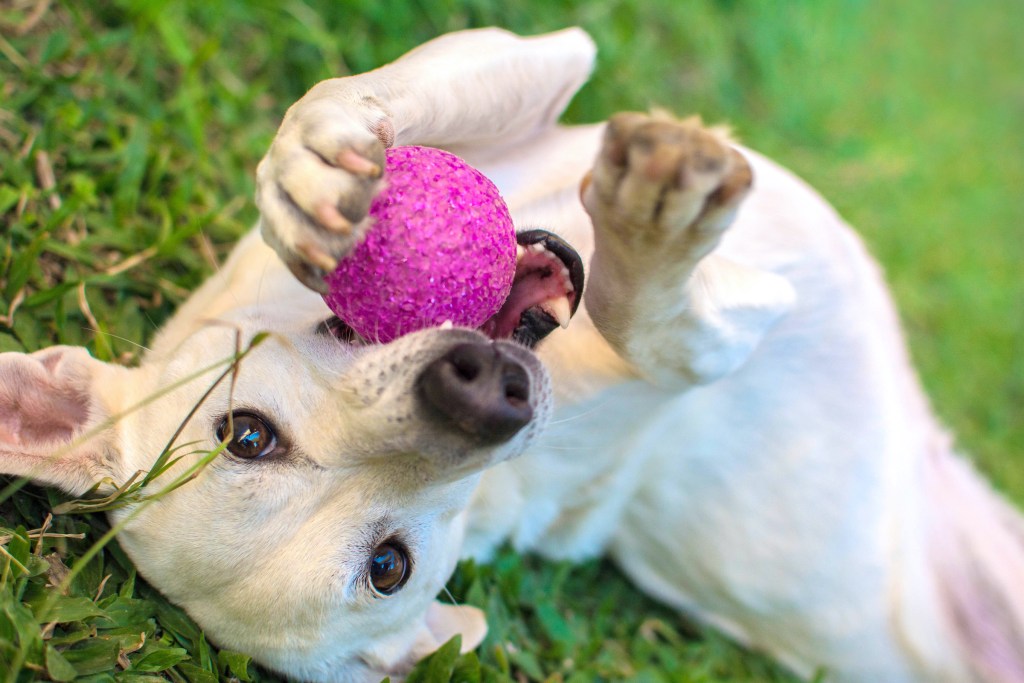 Geltonas labradoro retriveris guli ant nugaros žolėje ir kramto rožinį rutulį