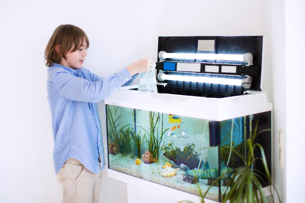 Young boy putting new fish in aquarium.