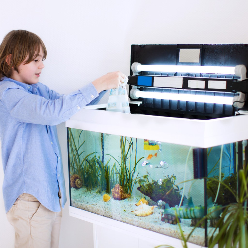 Young boy putting new fish in aquarium.