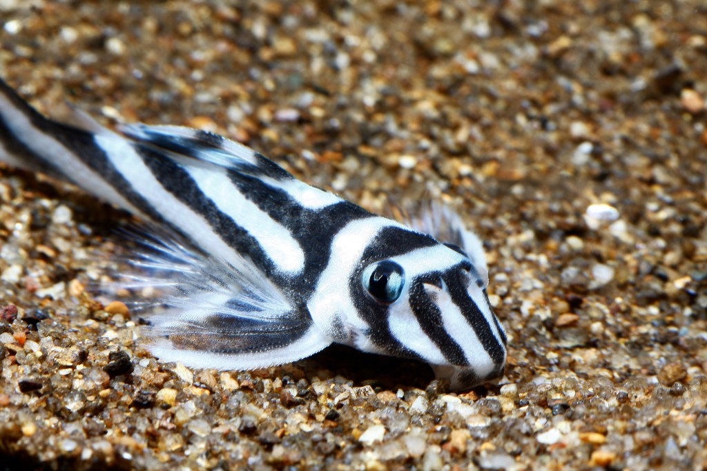 Zebra pleco dugnas maitinasi savo akvariume