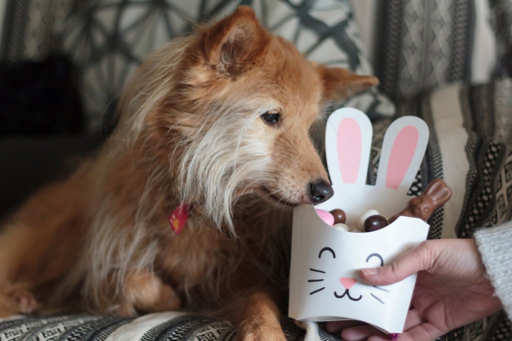 A woman holds a bunny-shaped box of Easter chocolates while her fluffy, beige dog investigates.