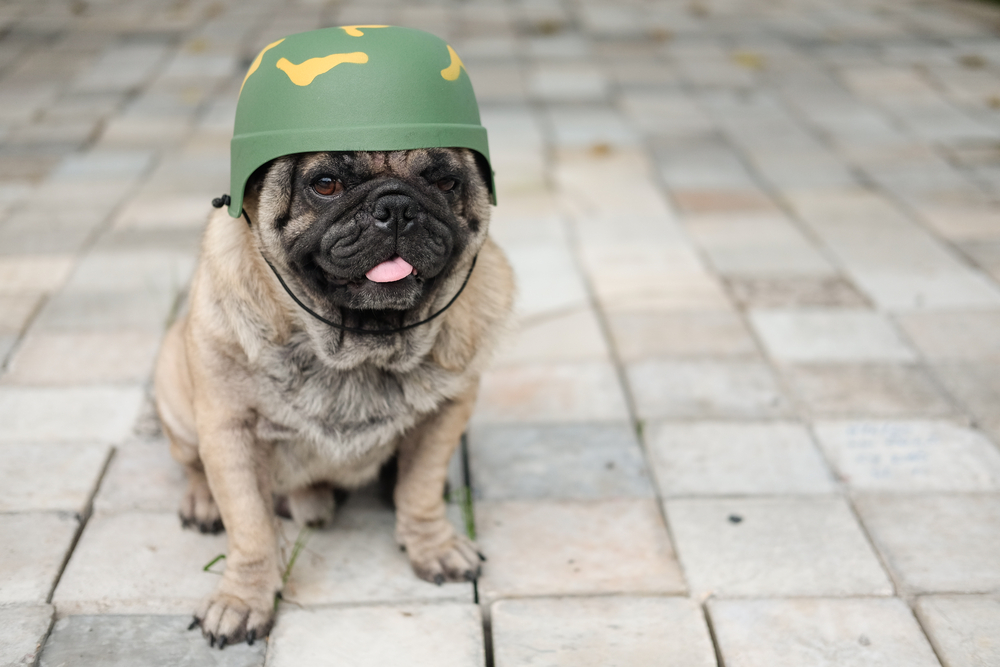 A pug with their tongue out wearing a camo helmet