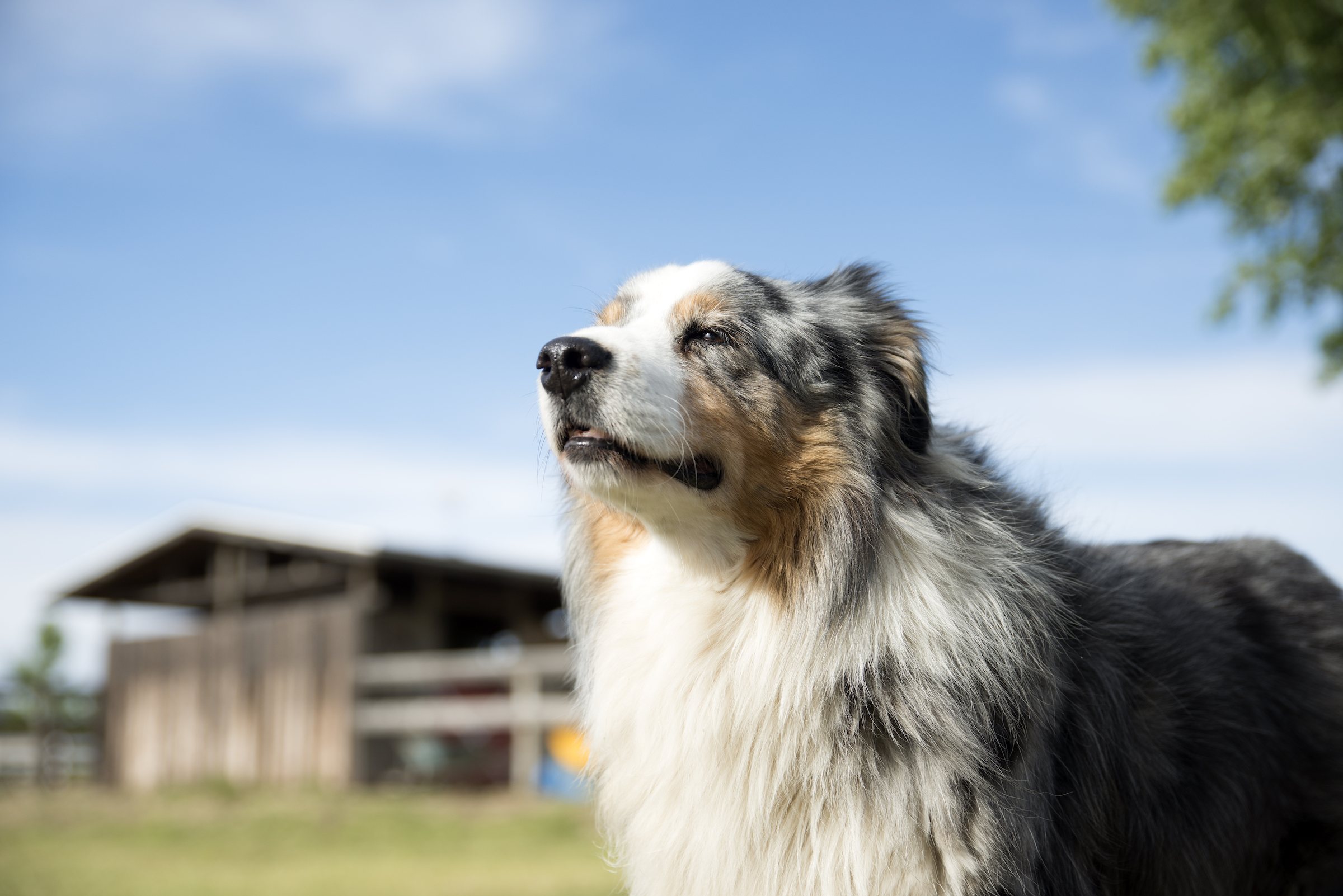 An Australian Shepherd stands outdoors, sniffing at the air