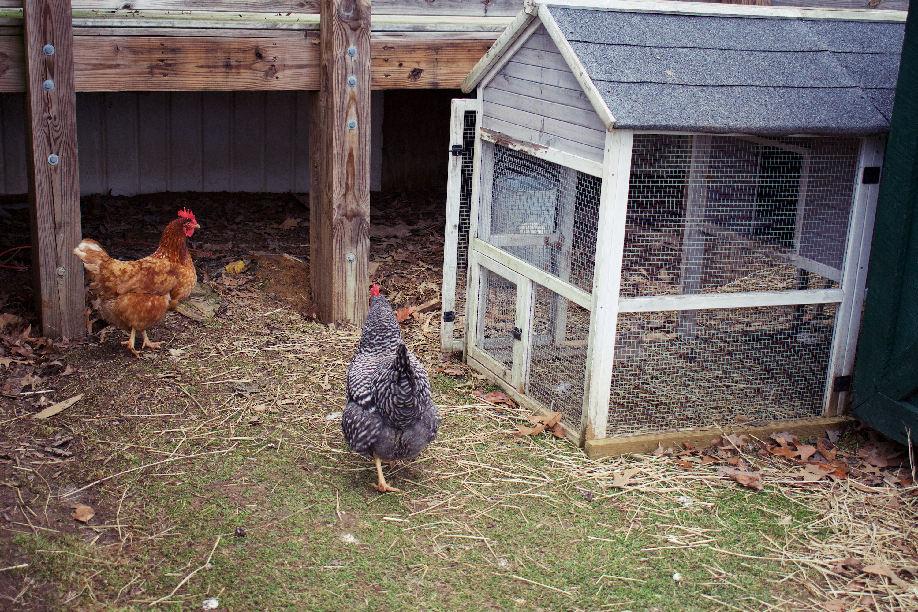 Chickens in their backyard coop