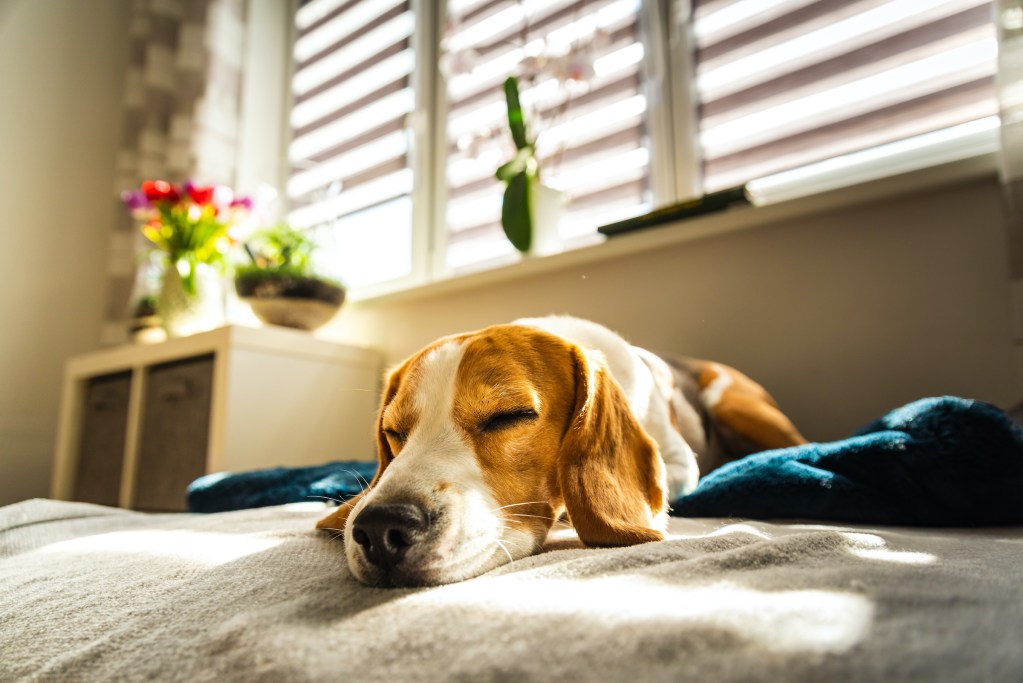 A sleepy beagle naps on their owner's bed, with sunshine coming through the window