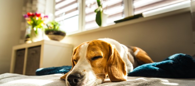 A sleepy Beagle naps on their owner's bed, with sunshine coming through the window