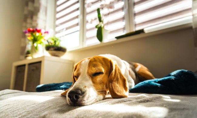 A sleepy beagle naps on their owner's bed, with sunshine coming through the window