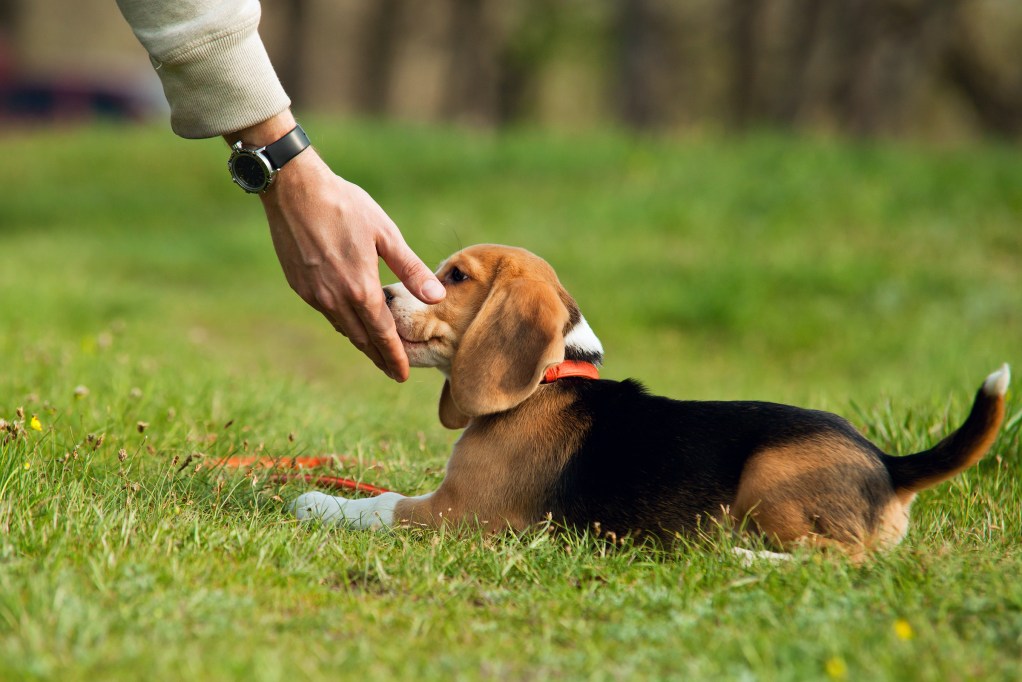 Beagle puppy training and sniffing person's hand lying in grass