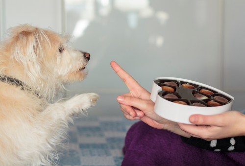A beige terrier reaches for a heart-shaped box of chocolates while a woman keeps it out of her dog's reach