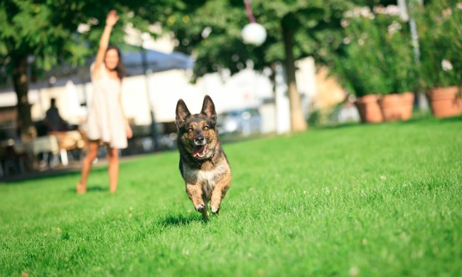 A Belgian Malinois runs after a ball that a woman throws from the background