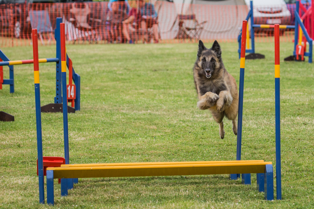 A Belgian Tervuren jumping in an agility competition.