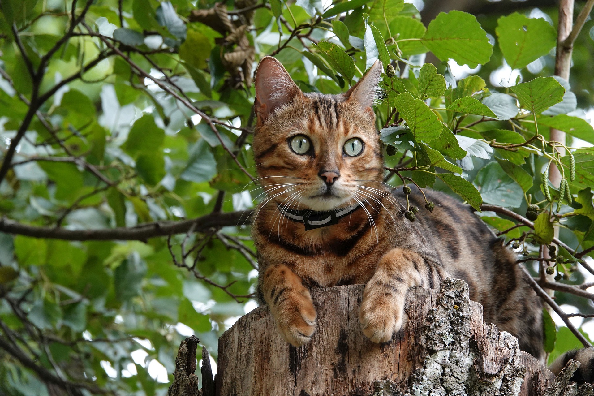 Bengal cat wearing a collar crouched on a tree