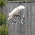 Bird rides a bike on a clothes line