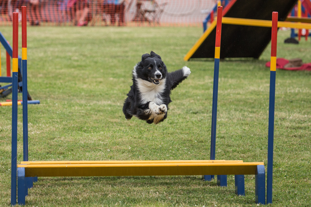 Agility varžybose juodai baltas borderkolis šokinėja per kliūtis.