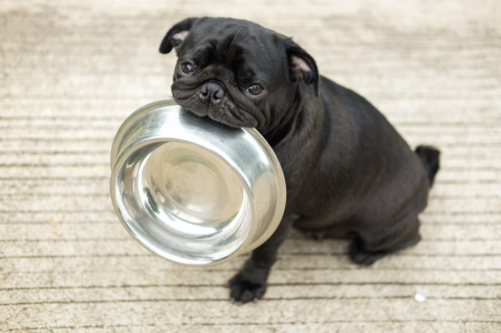 A black pug sits and holds their empty food bowl