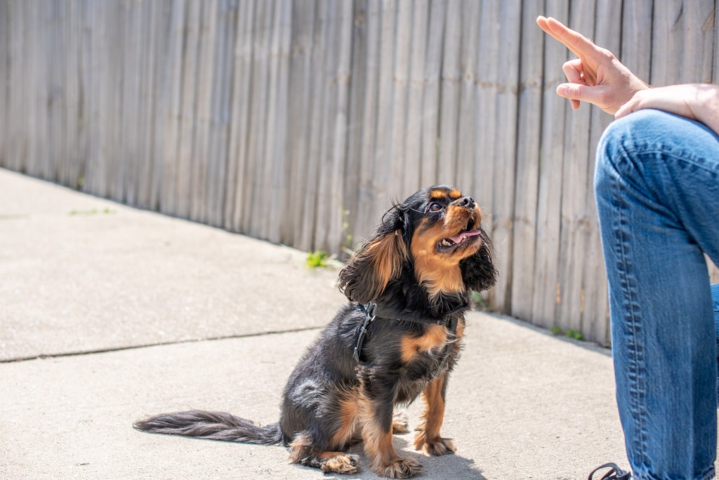 A black and tan Cavalier King Charles Spaniel sits by his owner and follows obedience commands