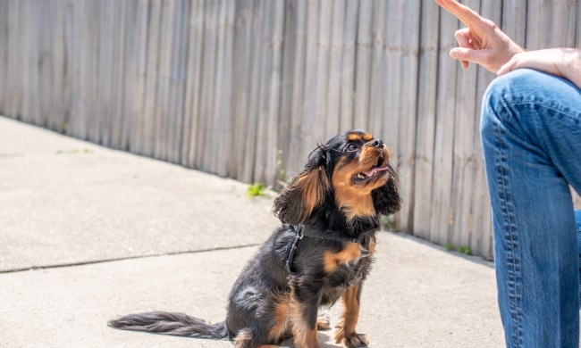 A black and tan Cavalier King Charles Spaniel sits by his owner and follows obedience commands