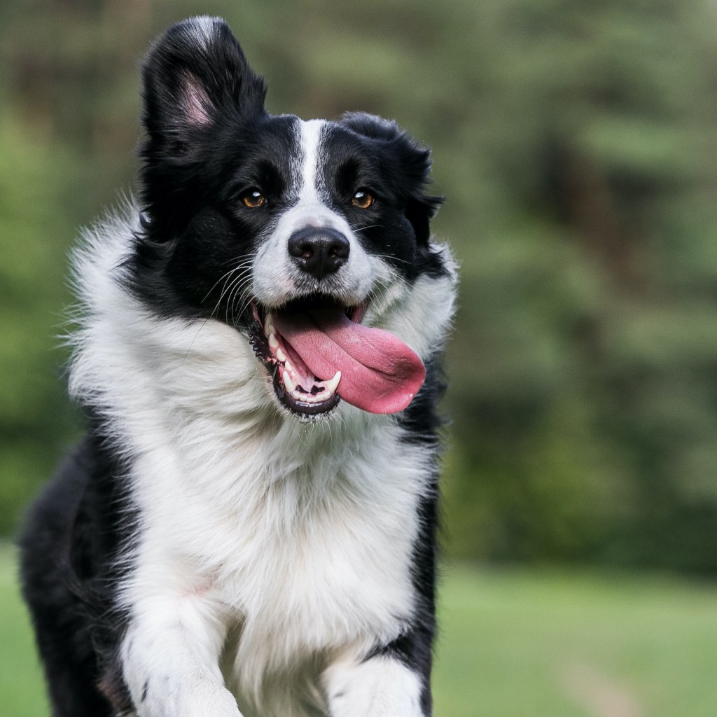 A border collie runs on the grass with their tongue hanging out