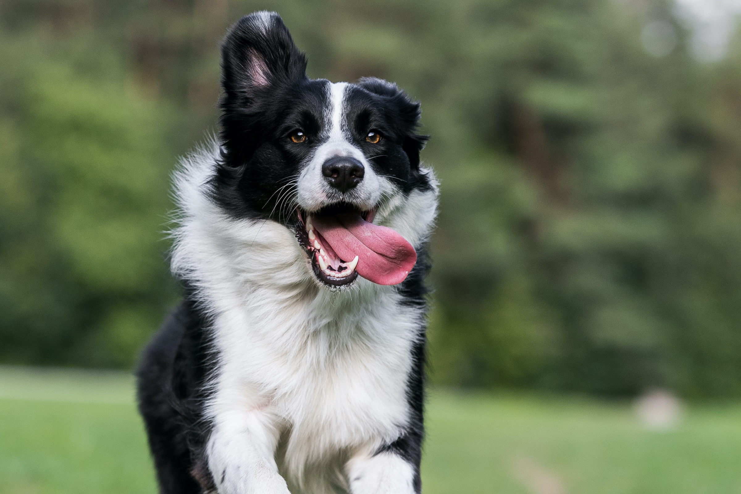 A border collie runs on the grass with their tongue hanging out