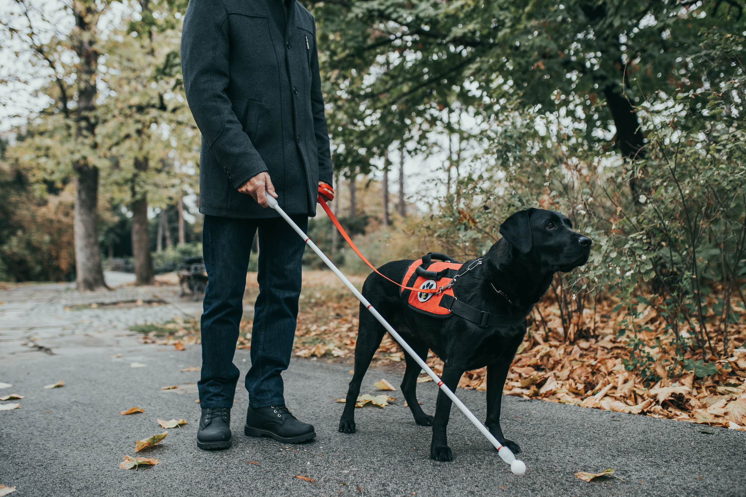 Juodasis labradoro retriveris veda aklą vyrą parke
