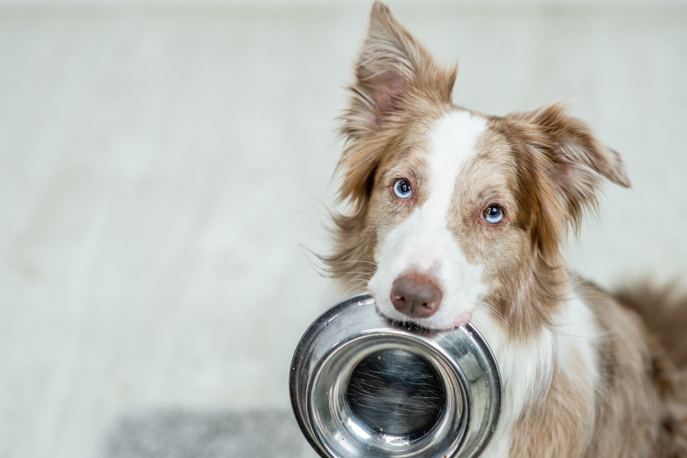 A border collie holds an empty food bowl in their mouth