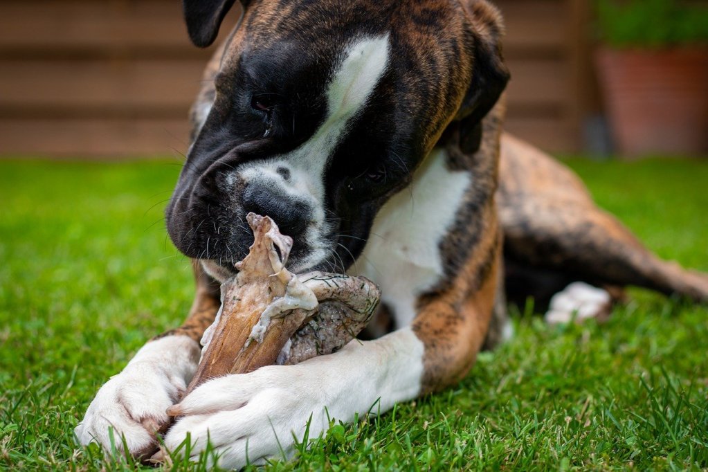 A closeup shot of a German Boxer gnawing on a dog chew in the grass.