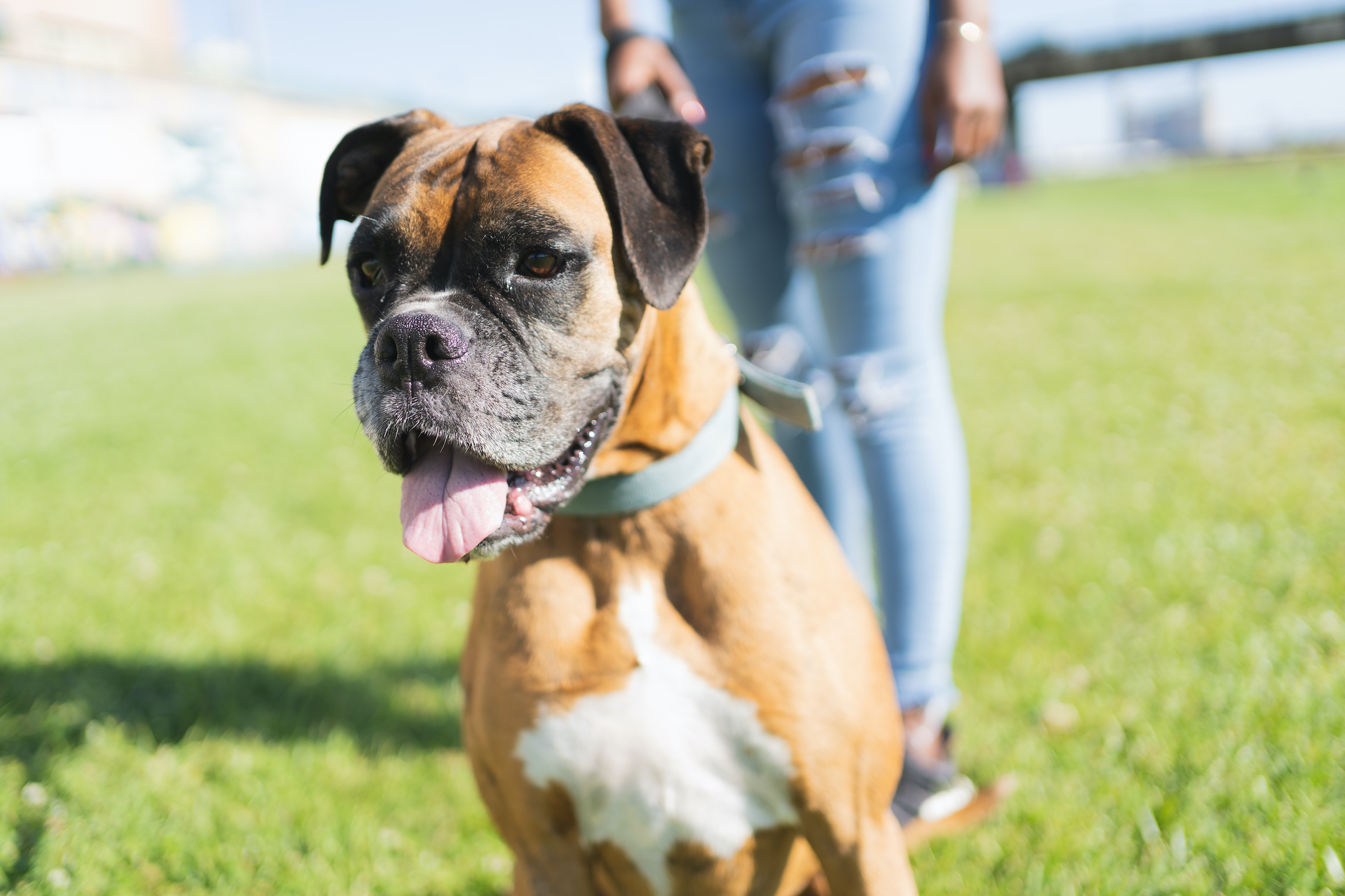 A Boxer dog stands with his tongue out while his owner holds his leash