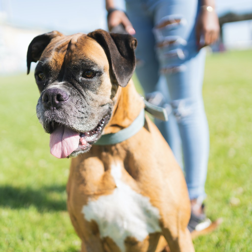 A Boxer dog stands with his tongue out while his owner holds his leash