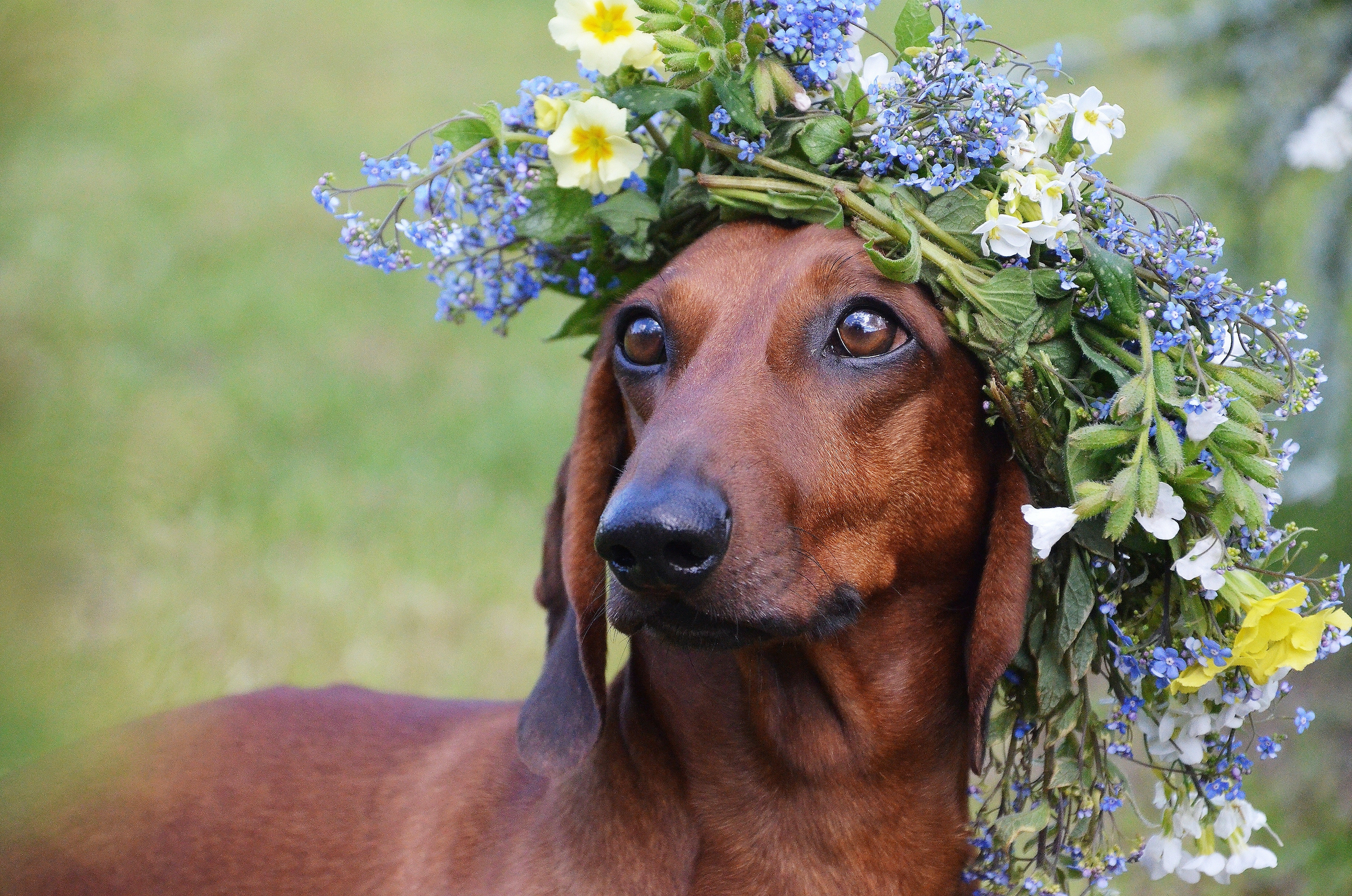 A Dachshund stands still with a flower crown on her head