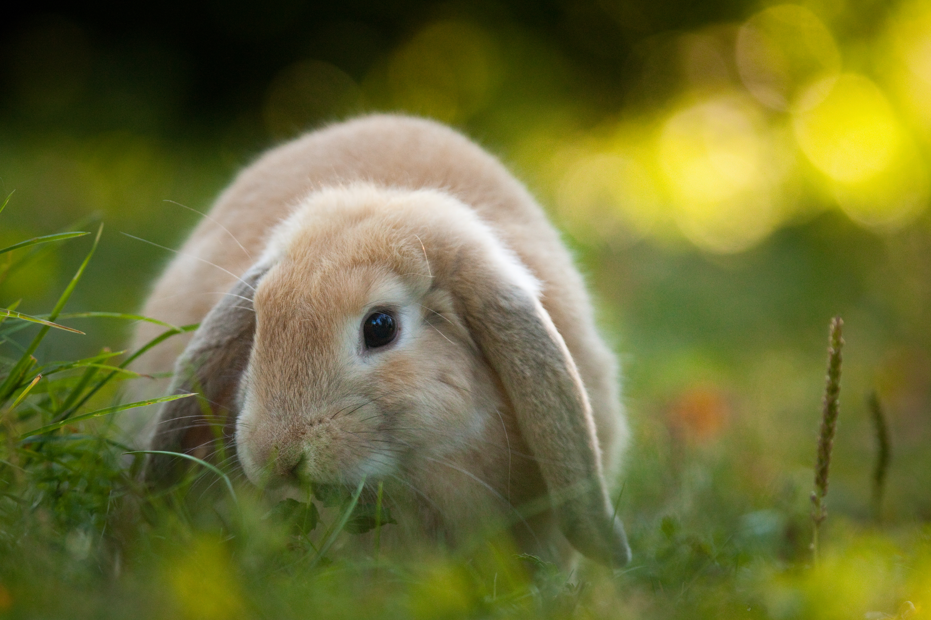 A rabbit sits outside in his yard